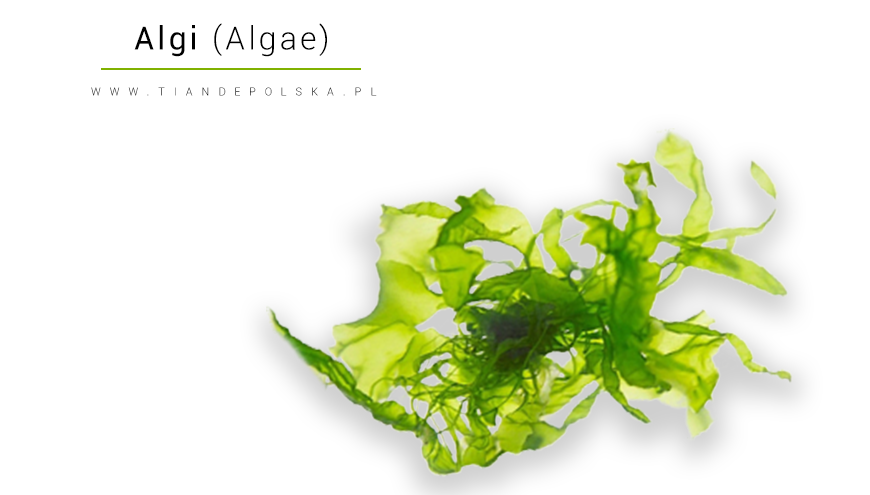 algi-skladnik-aktywny-algi-morskie-brunatne-w-kosmetyce-tiande.png