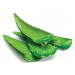 Aloes