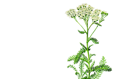 Kosmetyki z Dzięglem Lekarskim