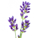 Lawenda