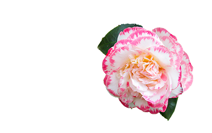 Kosmetyki z ekstraktem z Kamelii