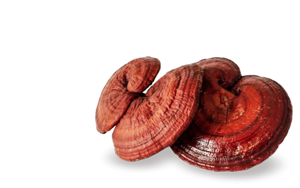 Kosmetyki z ekstraktem z grzyba "Lakownicy"