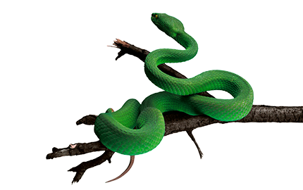 Kosmetyki z tłuszczem z węża