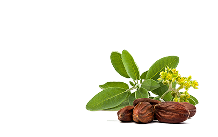 Kosmetyki z olejkiem Jojoba