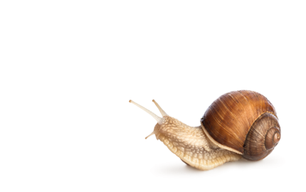 Kosmetyki z ekstraktem ze śluzu ślimaka