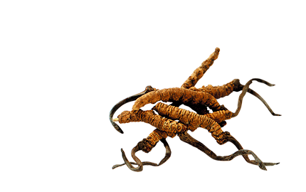 Kosmetyki z Kordycepsu chińskiego