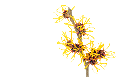 Kosmetyki z Oczarem Wirginijski