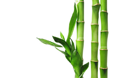 Kosmetyki z ekstraktem z Bambusa