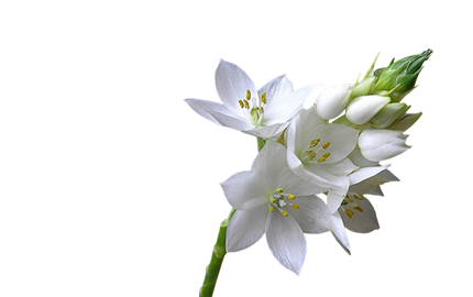 Kosmetyki z ekstraktem z kwiatów Kocanki Włoskiej 