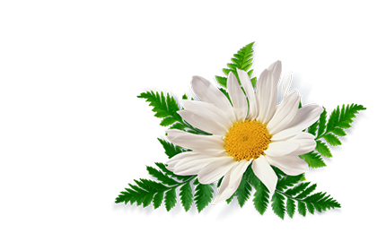 Kosmetyki z wyciągiem z Rumianku