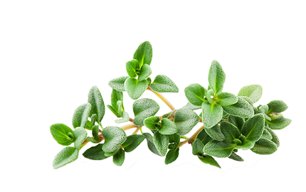 Kosmetyki z Tymiankiem