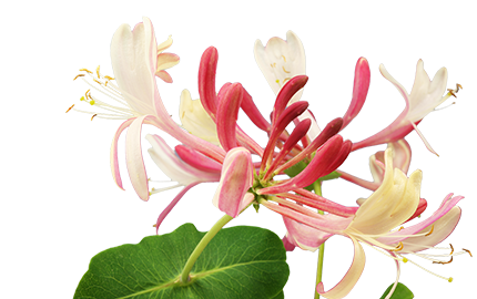 Kosmetyki z ekstraktem Wiciokrzewiu