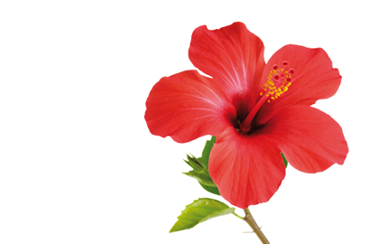 Kosmetyki z ekstraktem z Hibiskusa