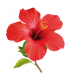 Hibiskus