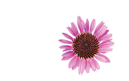 Kosmetyki z Jeżówką purpurową