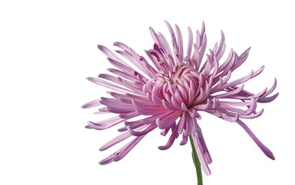 Kosmetyki z Chryzantemą