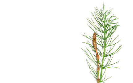 Kosmetyki z ekstraktem Skrzypu Polnego