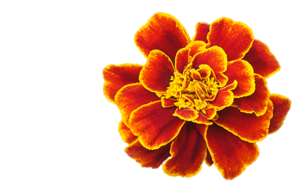 Kosmetyki z ekstraktem z Aksamitki (Tagetes)