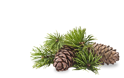 Kosmetyki z olejkiem Jodły