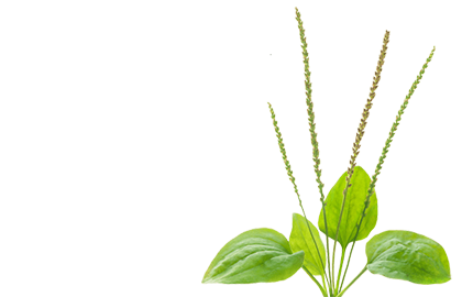 Kosmetyki z Babką Lancetowatą