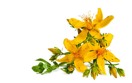 Kosmetyki z wyciągiem z Dziurawca