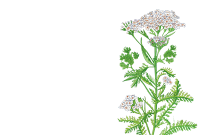 Kosmetyki z olejkiem z Krwawnika