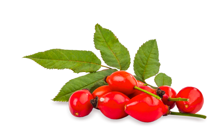 Kosmetyki z Dzikiej Róży