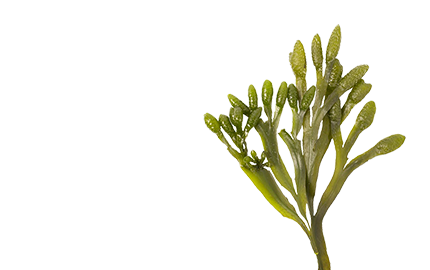 Kosmetyki z Morszczynem Pęcherzykowatym