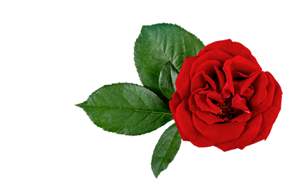 Kosmetyki z ekstraktem Róży