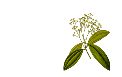 Produkty z wyciągiem z Selernicy