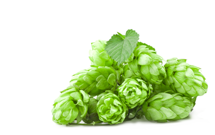 Kosmetyki z ekstraktem z Chmielu