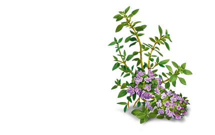 Kosmetyki z wyciągiem z Macierzanki