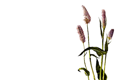 Kosmetyki z ekstraktem z Rdestu