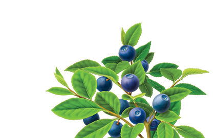 Kosmetyki z ekstraktem z Borówki