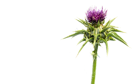 Produkty z Ostropestem Plamistym