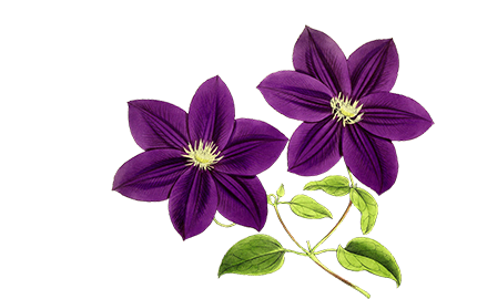 Kosmetyki z korzenia Powojnika