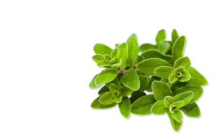 Produkty z Lebiodką Pospolitą