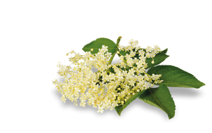 Produkty z Wiązówką Błotną