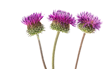 Produkty z Łopianem Większym