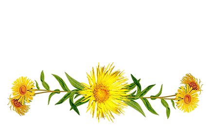 Kosmetyki z ekstraktem kłącza Omanu