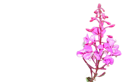 Kosmetyki z Wierzbówką Kiprzycką