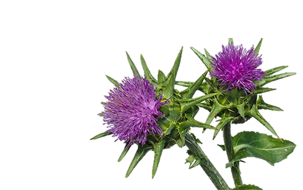 Produkty z wyciągiem Szczodraka Krokoszowatego