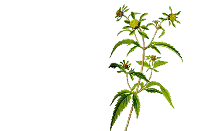 Kosmetyki z wyciągiem Uczepu Trójlistkowego