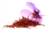 Szafran