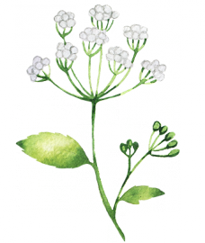 Produkty z ekstraktem z Ligusticum