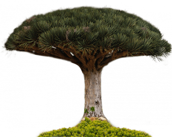 Produkty ze Smoczą krwią 