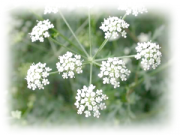 Produkty z Saposhnikovia divaricata